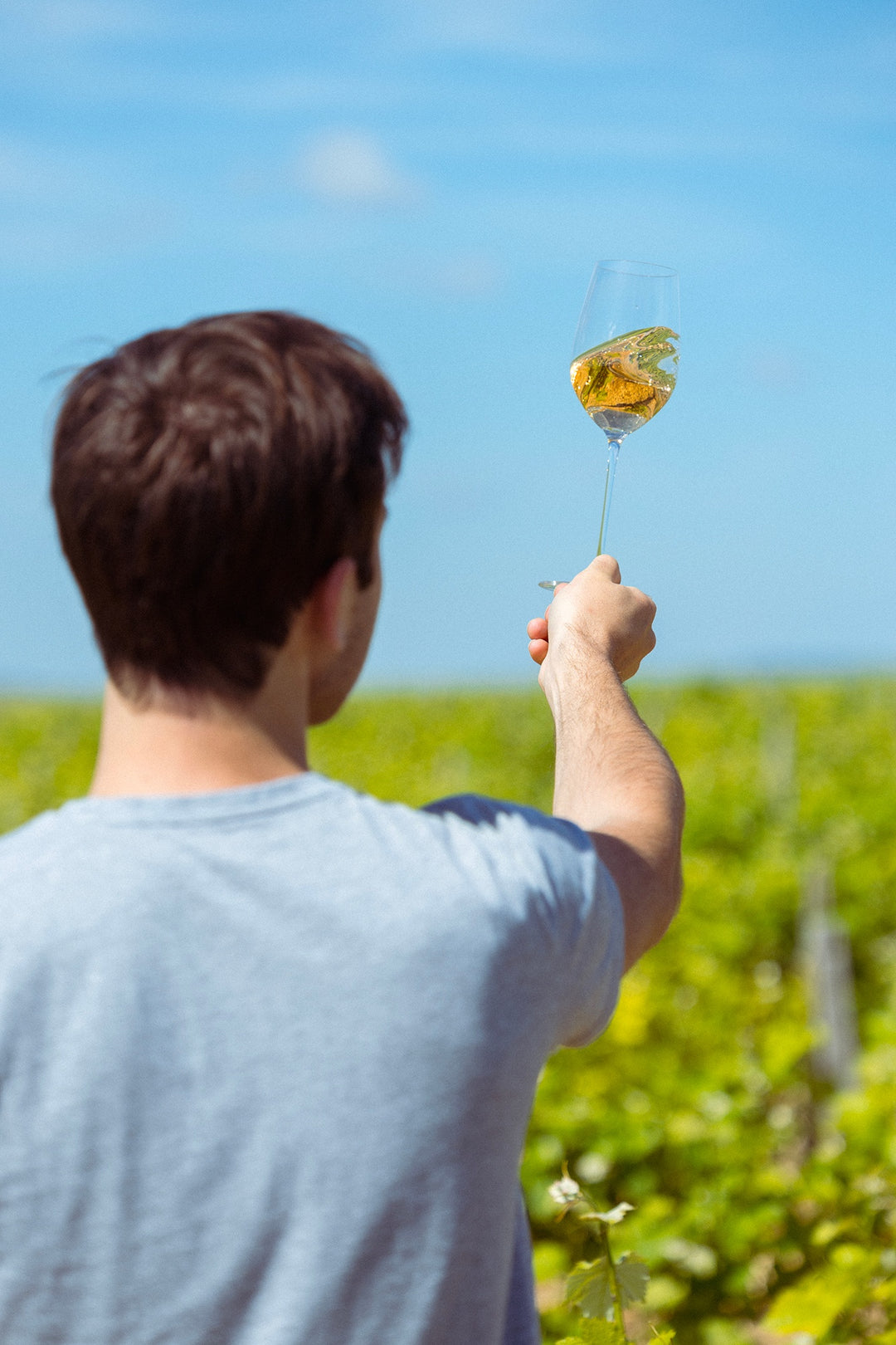 DIVIN Sauvignon Blanc